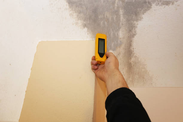 Best Mold Damage Restoration  in Posen, IL