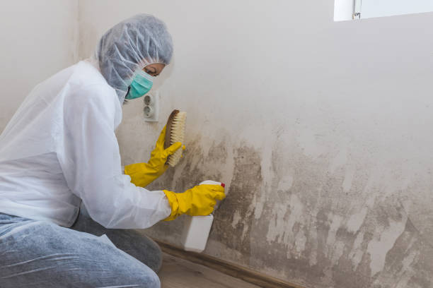 Best Residential Mold Inspection & Testing  in Posen, IL